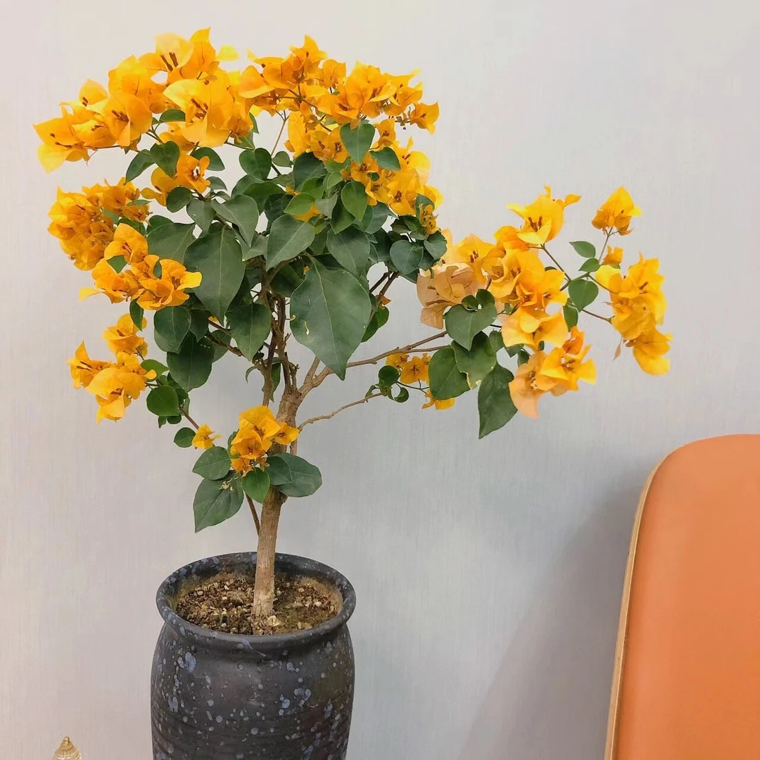 { 加洲黄1苗9.8血亏}三角梅四季勤花庭院阳台爬藤种植好养  春晨。