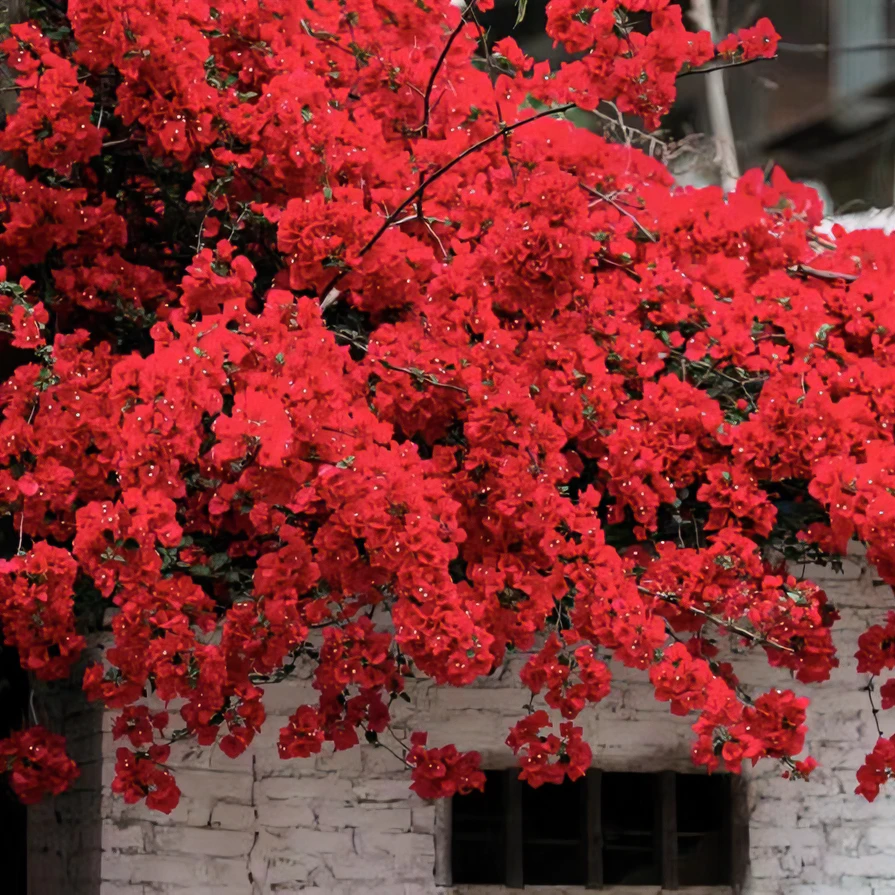 {中国红1苗8.8血亏}三角梅四季勤花庭院阳台爬藤种植好养   春晨。