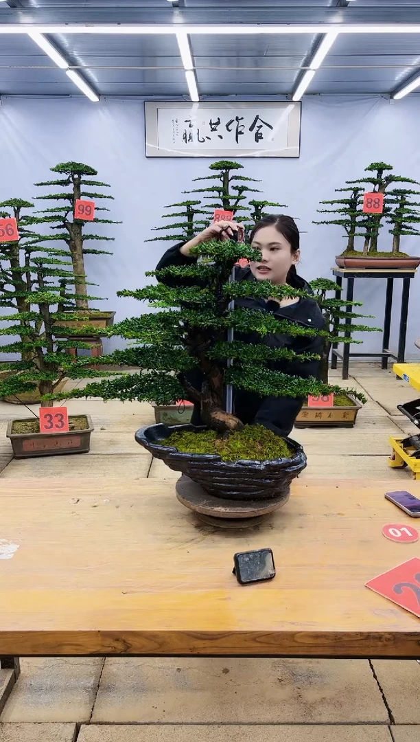 【闪购商品】高端盆景一物一拍，所见即所得