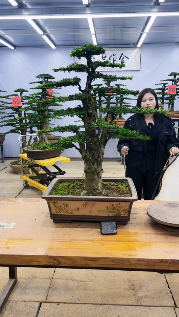 【闪购商品】高端盆景一物一拍，所见即所得