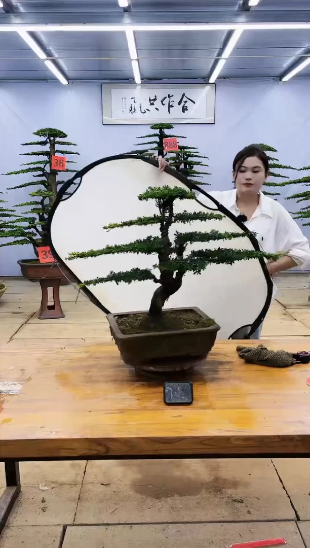 【闪购商品】高端盆景一物一拍，所见即所得