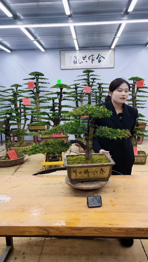 【闪购商品】高端盆景一物一拍，所见即所得