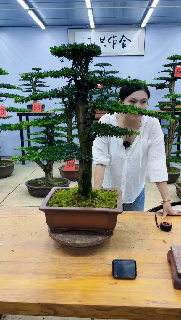 【闪购商品】高端盆景一物一拍，所见所得