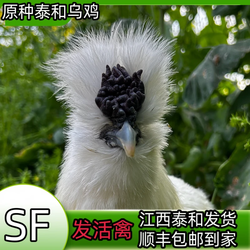 发活禽70天龄生态原种泰和乌鸡  单只均重半斤左右顺丰包邮包售后