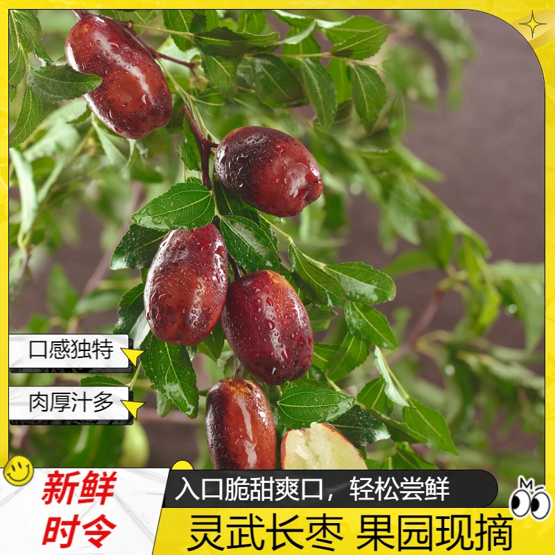 宁夏灵武长枣脆甜长枣精选皮薄时令水果鲜枣肉厚爽口产地果园直发