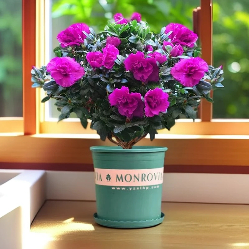 【带花发货】小比利时紫色老桩杜鹃花盆栽四季开花客厅阳台好养花卉