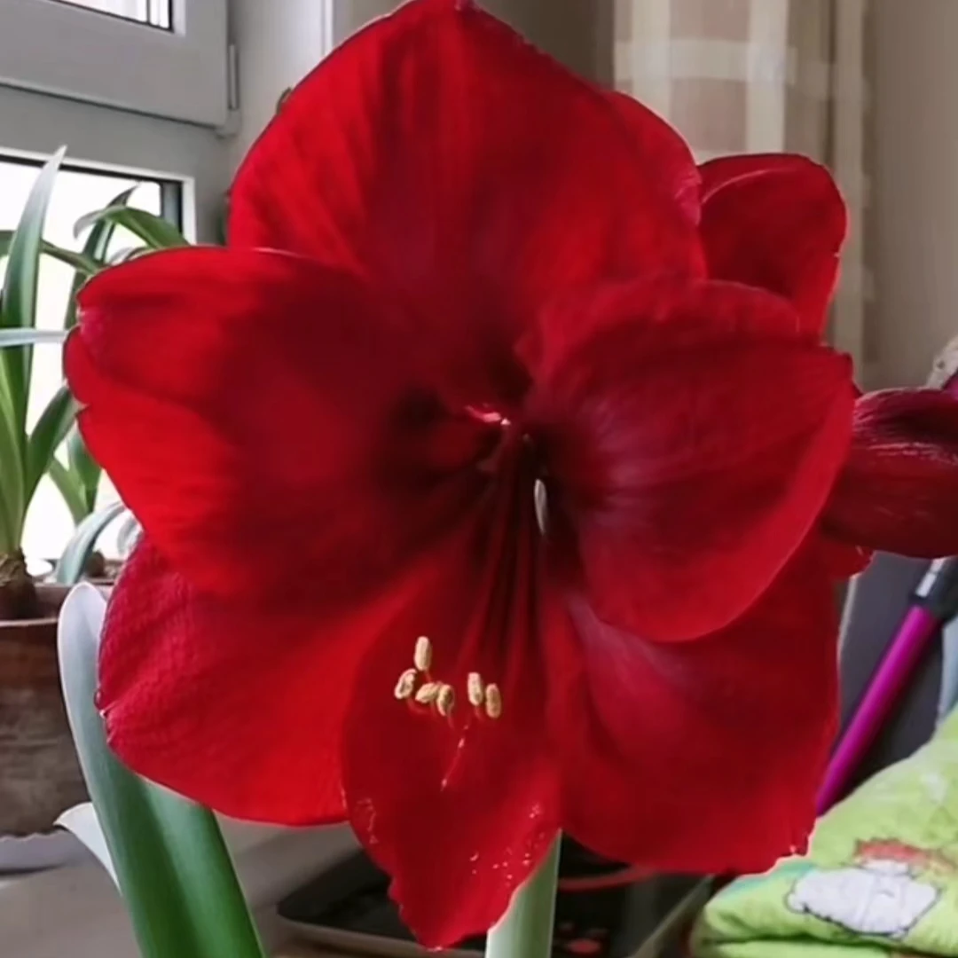 有伤疤 带花剑1个放大镜25/27实际偏小进口朱顶红园艺盆栽花球