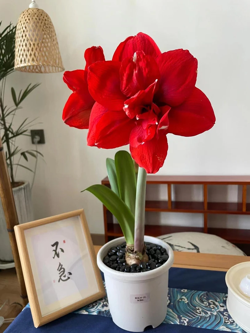 带花剑1个双王【30/32】实际偏小朱顶红园艺盆栽花球