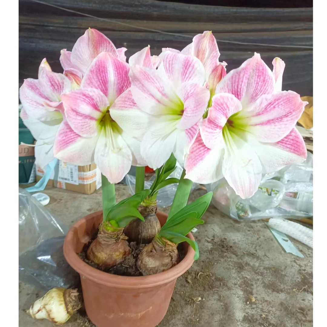 带花剑1个樱花【33/35】实际偏小进口球朱顶红院艺盆栽花球