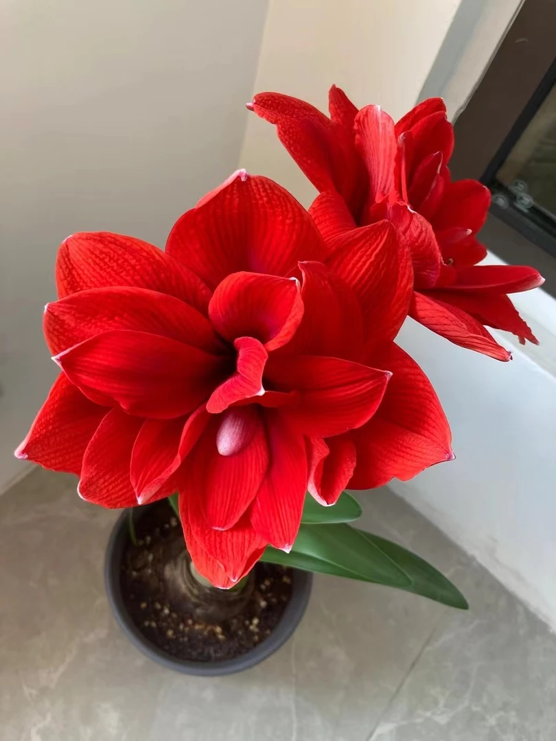 1个双龙/马拉加8cm＋实际偏小进口朱顶红家庭院艺盆栽花球