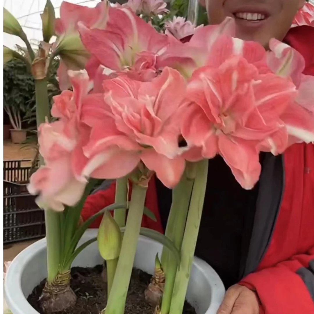 根盘有伤疤残次1个玫瑰花样【24/26】实际偏小南非朱顶红盆栽花球