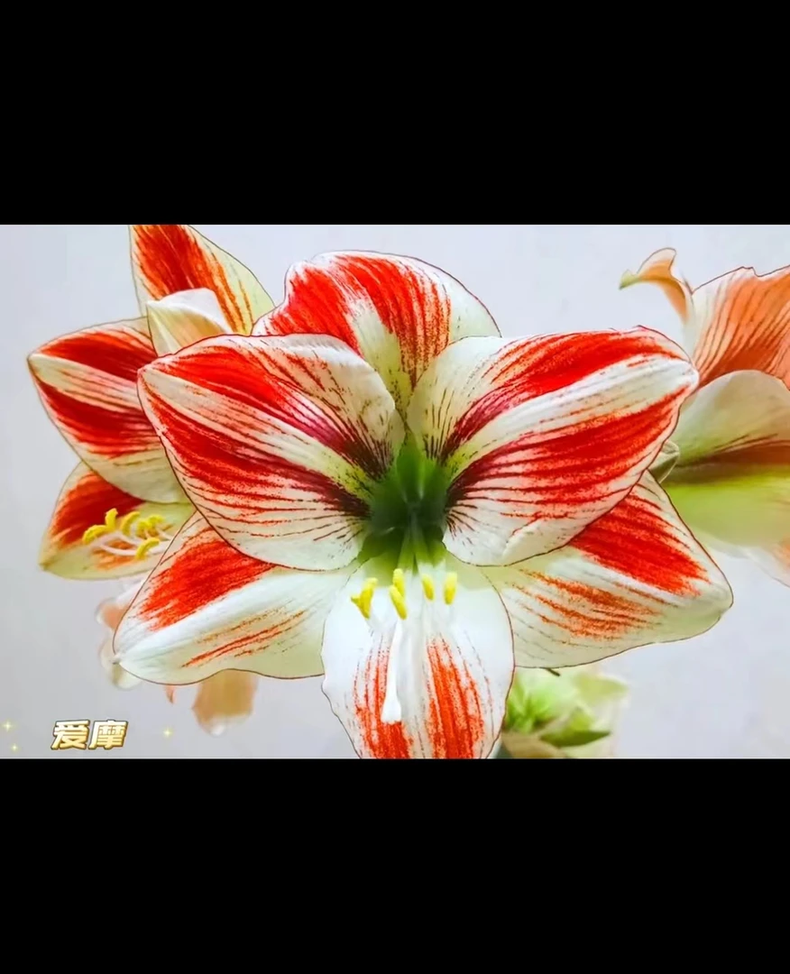 有伤疤1个爱摩【27/29】实际偏小荷兰进口朱顶红家庭园艺盆栽花球