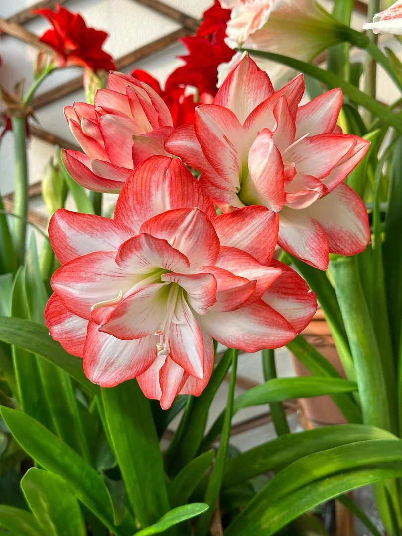 国产自然球1个花孔雀【7厘米+】朱顶红家庭院艺盆栽花球