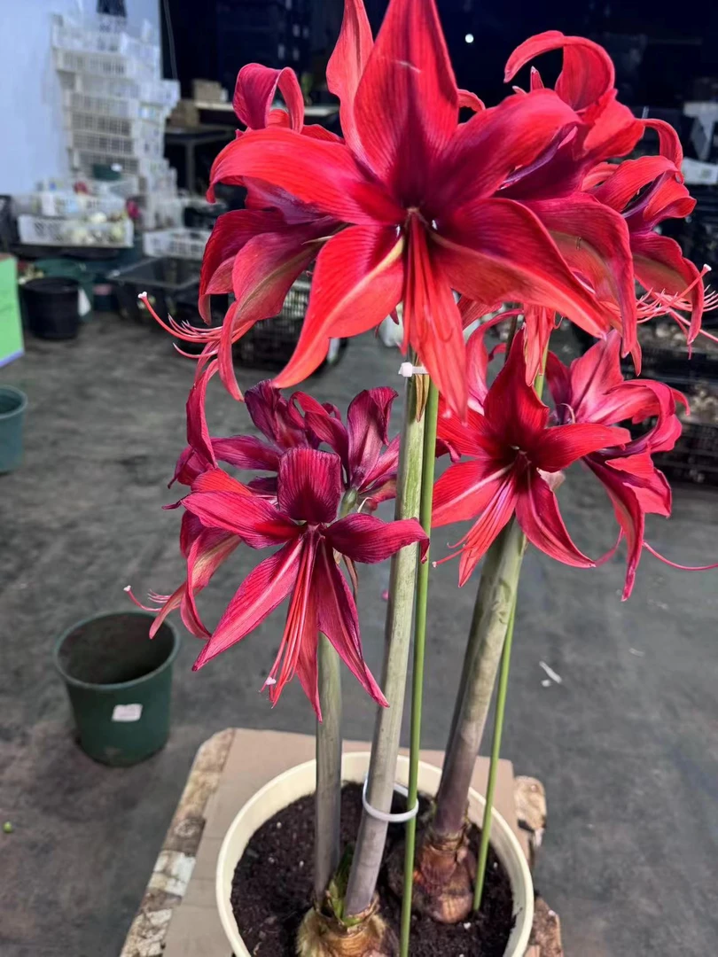 带花剑1个波哥大【22/24】实际偏小进口朱顶红今天院艺盆栽花球