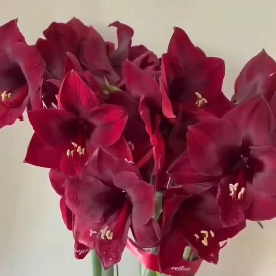 裂皮1个曼德拉【26/28】实际偏小秘鲁进口家庭院艺盆栽花球