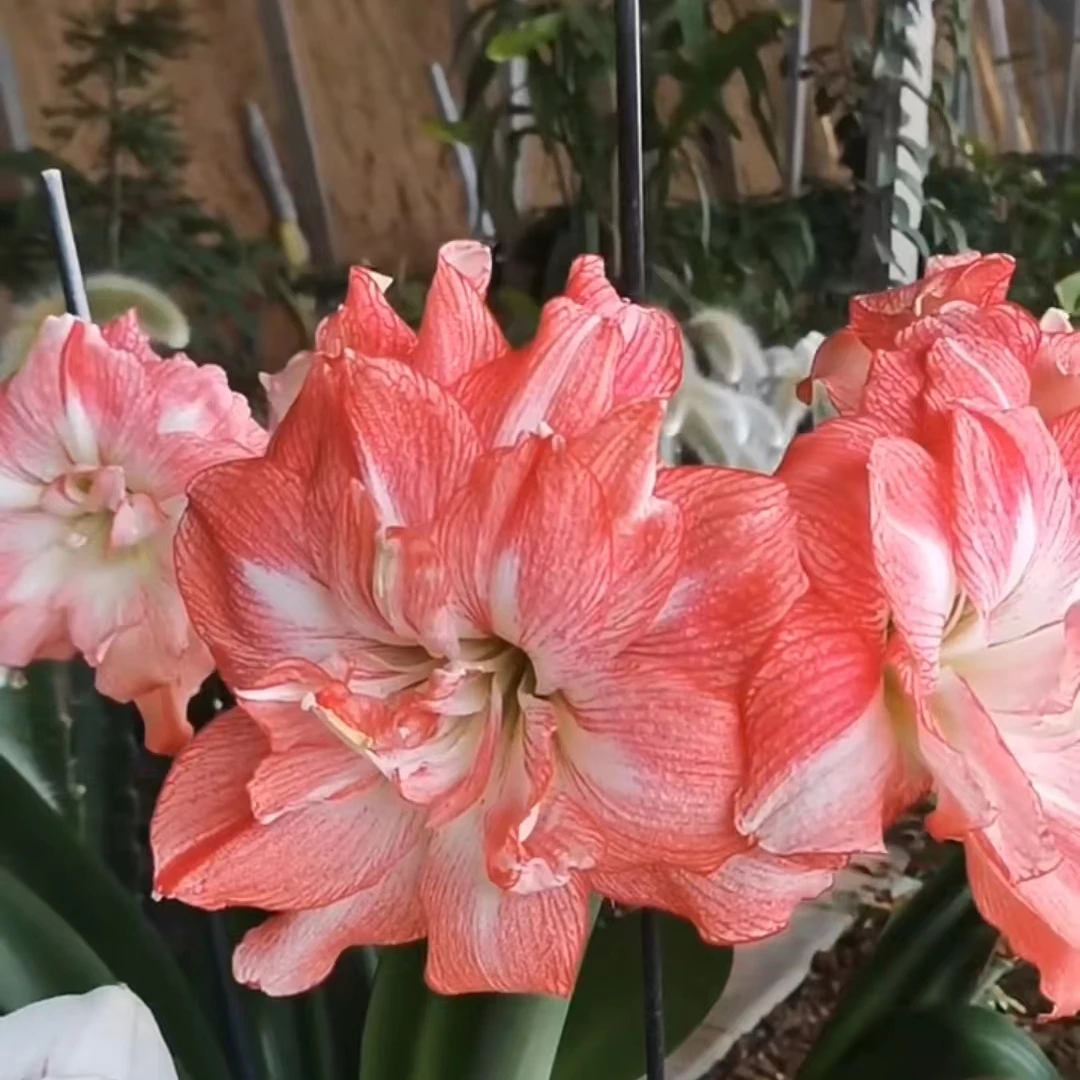 1个迪卡日出【22/24】实际偏小秘鲁进口朱顶红院艺盆栽花球