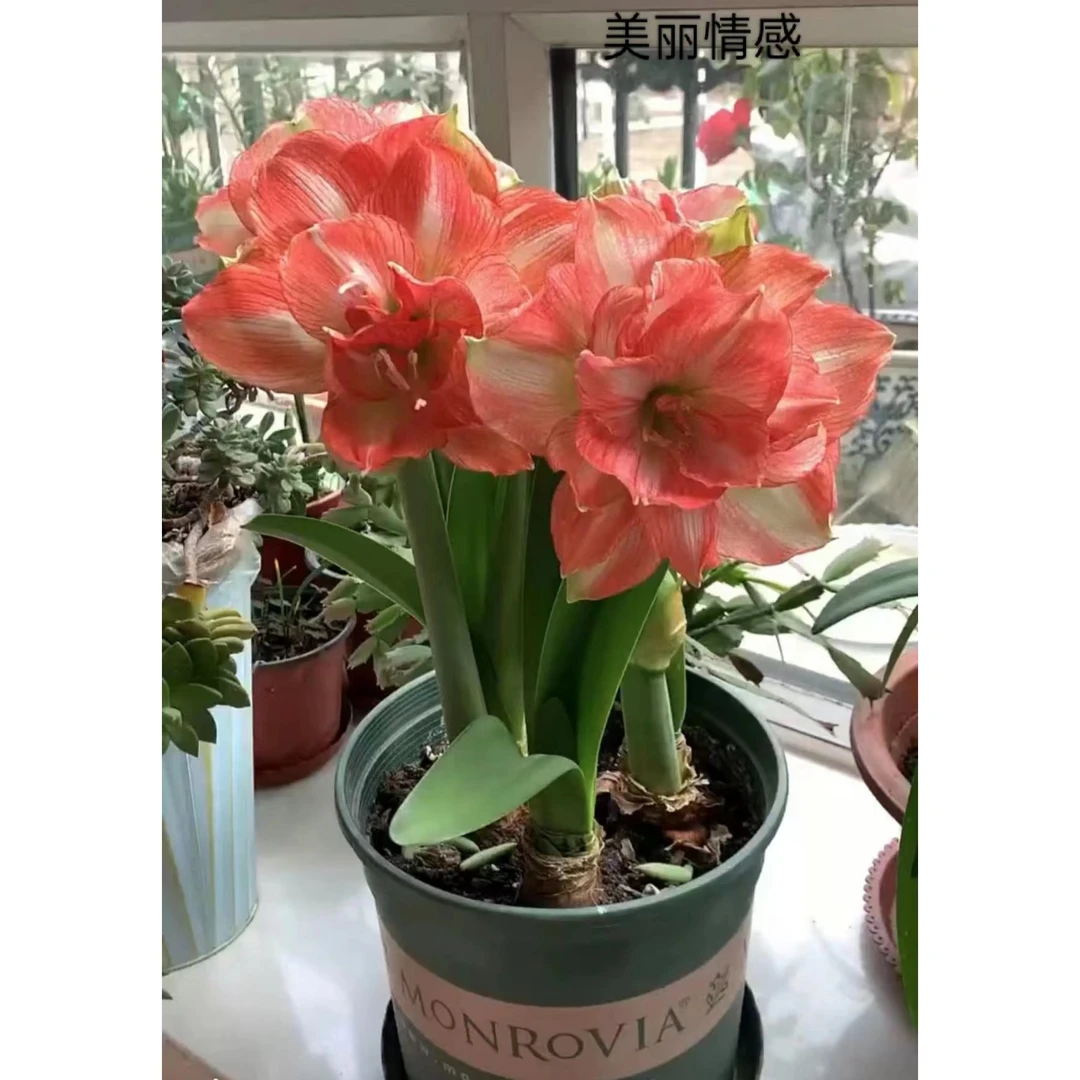 1个美丽情感/童话故事【25/27】实际偏小荷兰进口朱顶红