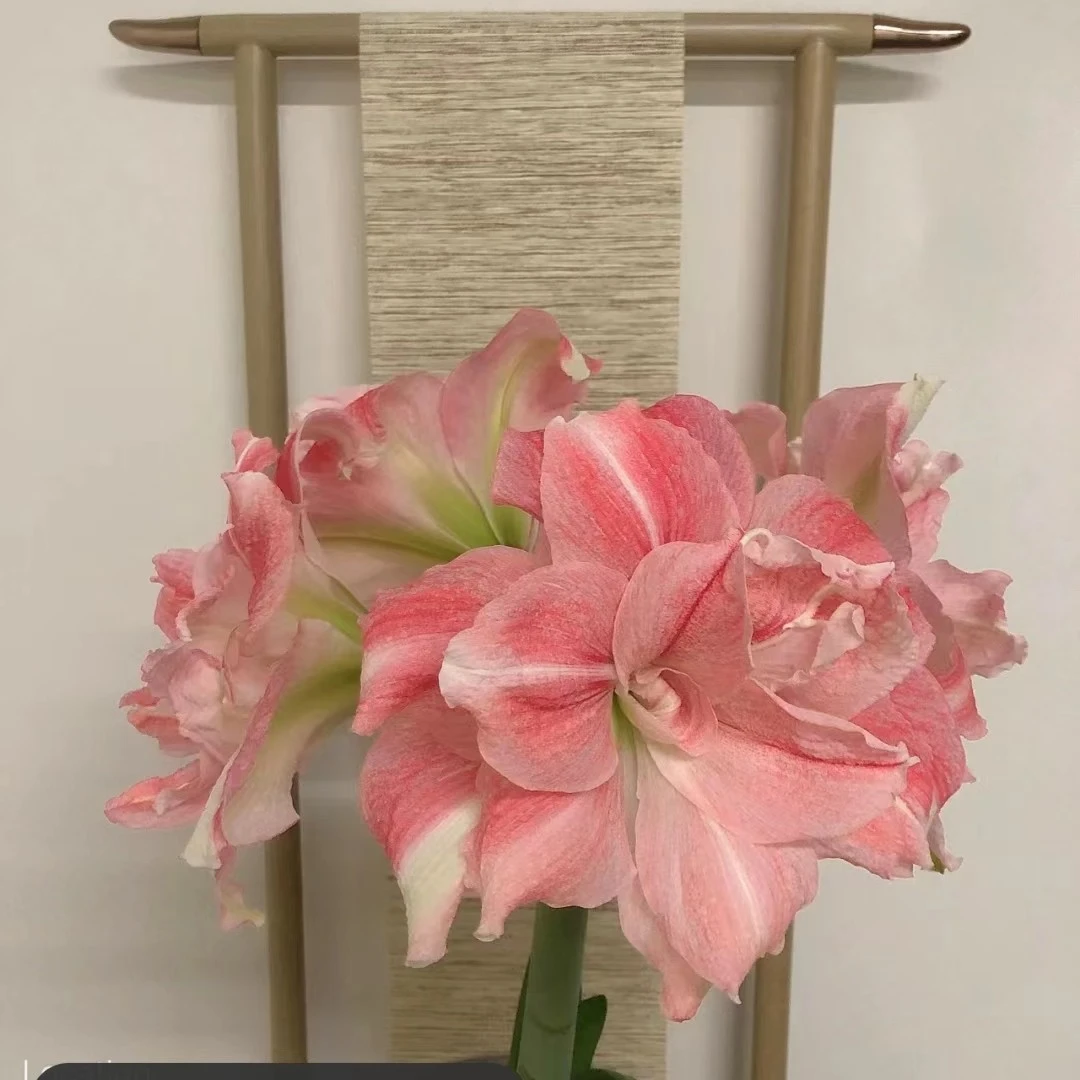 盆栽露花剑1盆玫瑰花样（24/26）进口朱顶红院艺花球