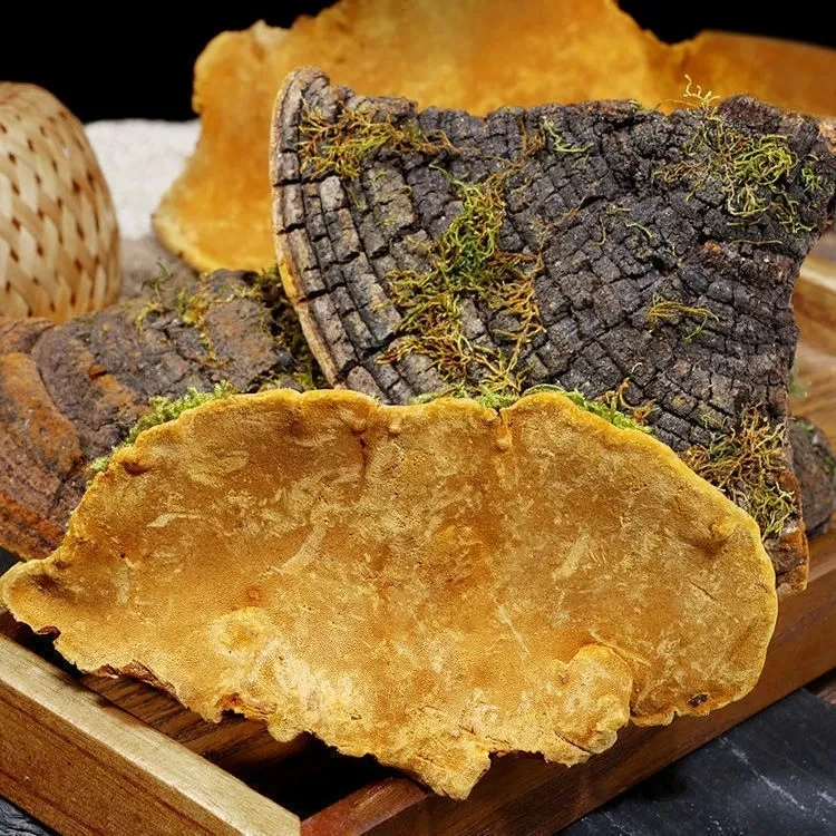 桑黄西藏桑树营养桑黄整支桑黄切片高品质【粉丝专属】煮水泡水枸杞