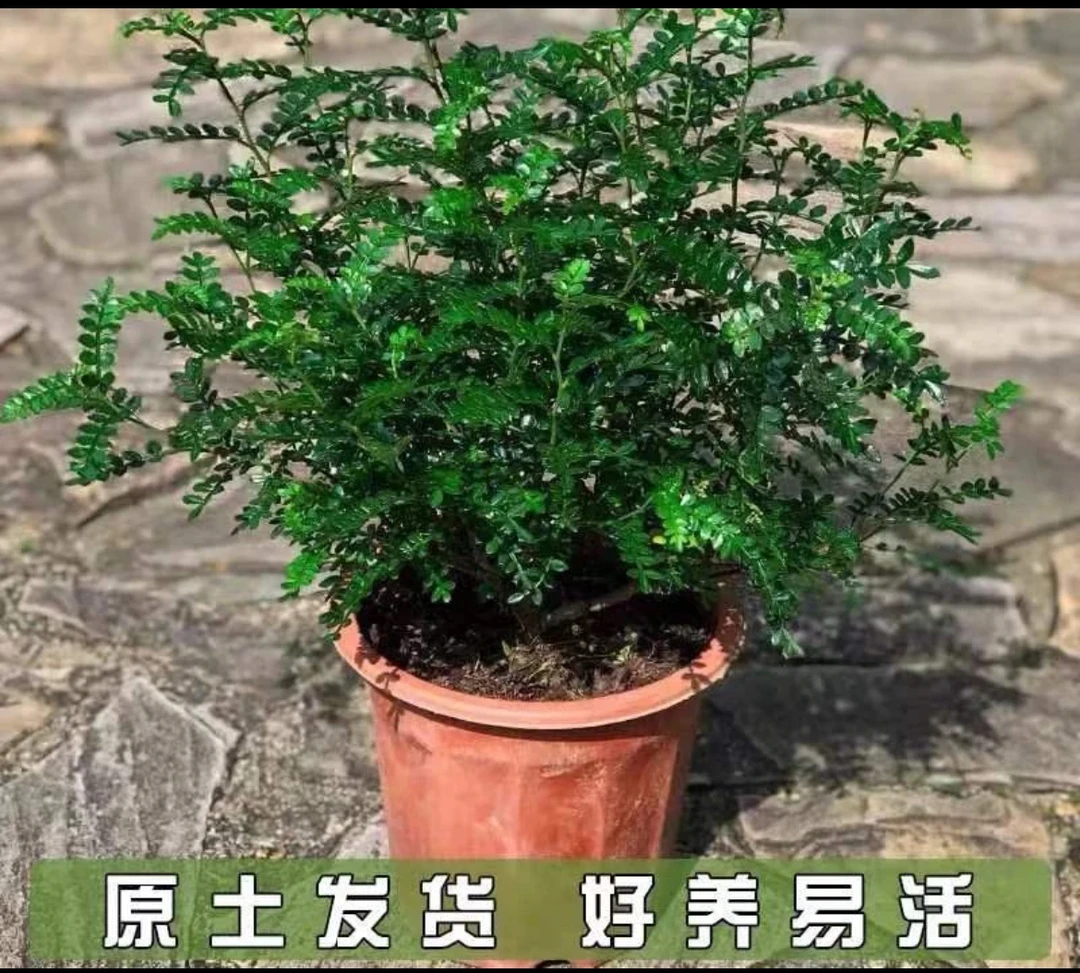 清香胡椒木盆花卉植物驱蚊草净化空气清香木