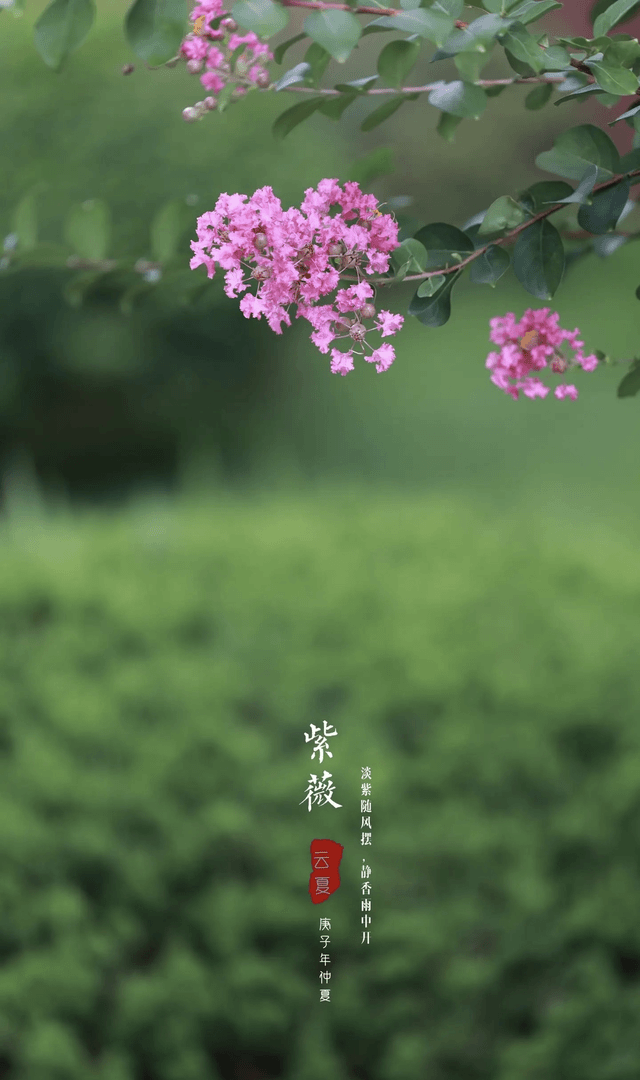 绒毛紫薇花室内外好养易活。