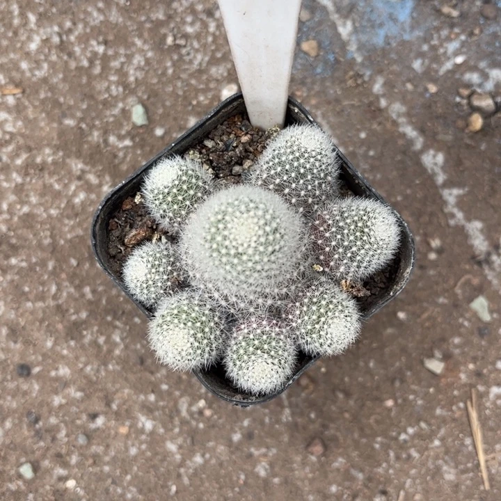 匆****6021群生宝山庆典