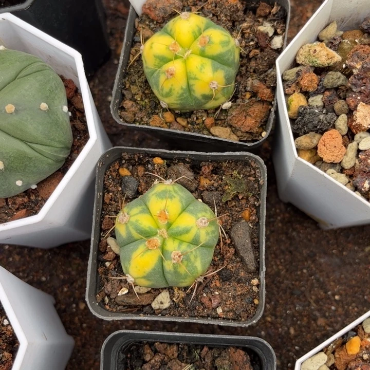 圣王锦皮实好养脱土发