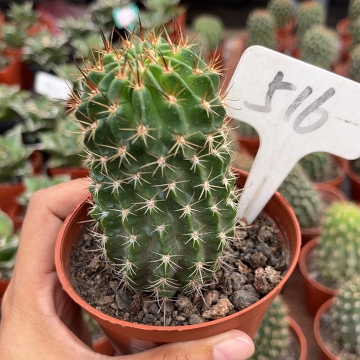 觀516实生皮实好养