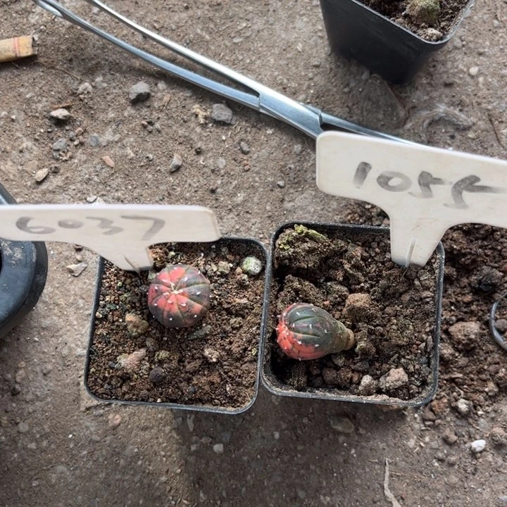 用****16037 1055二个皮实好养