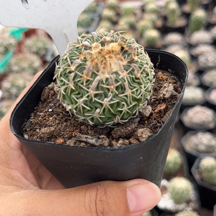 1161实生太刀岚好养皮实