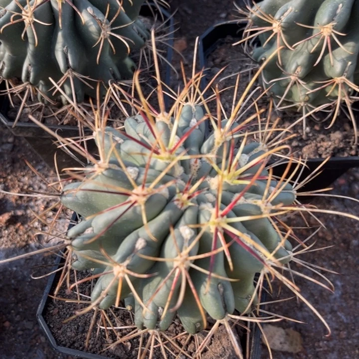 实生黑罗莎好养皮实