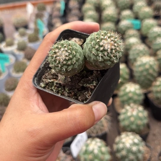 682双头菊水皮实好养