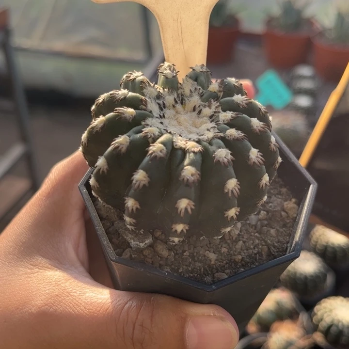 1028实生奇特球好养皮实