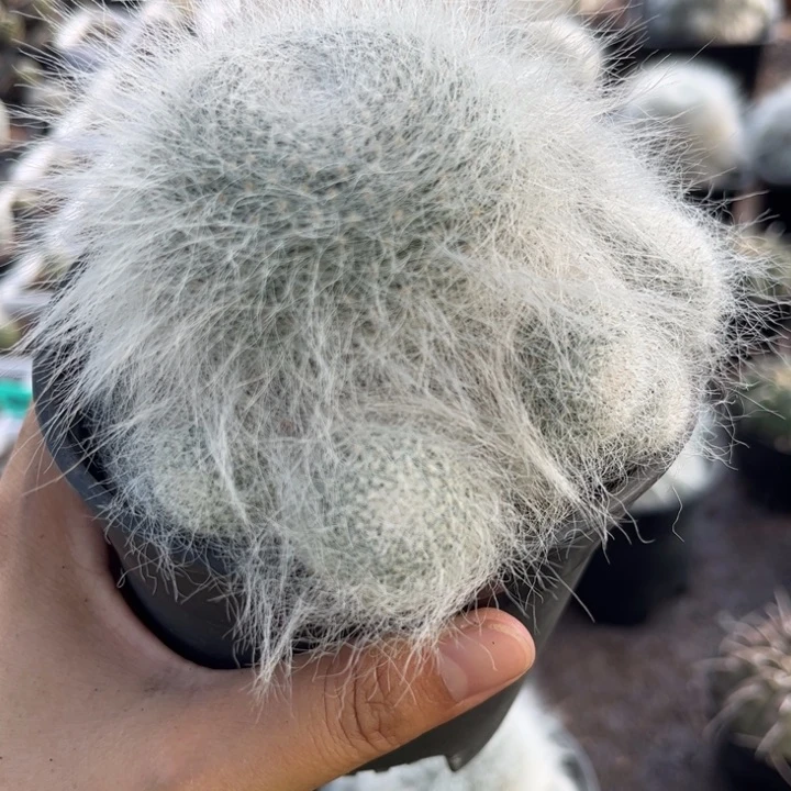 派****！1031长毛雪猿玉翁好养