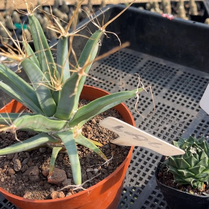 俺*666 6086二个皮实好养