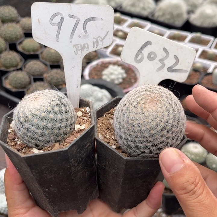 匆****975 6032二个白娟实生好养