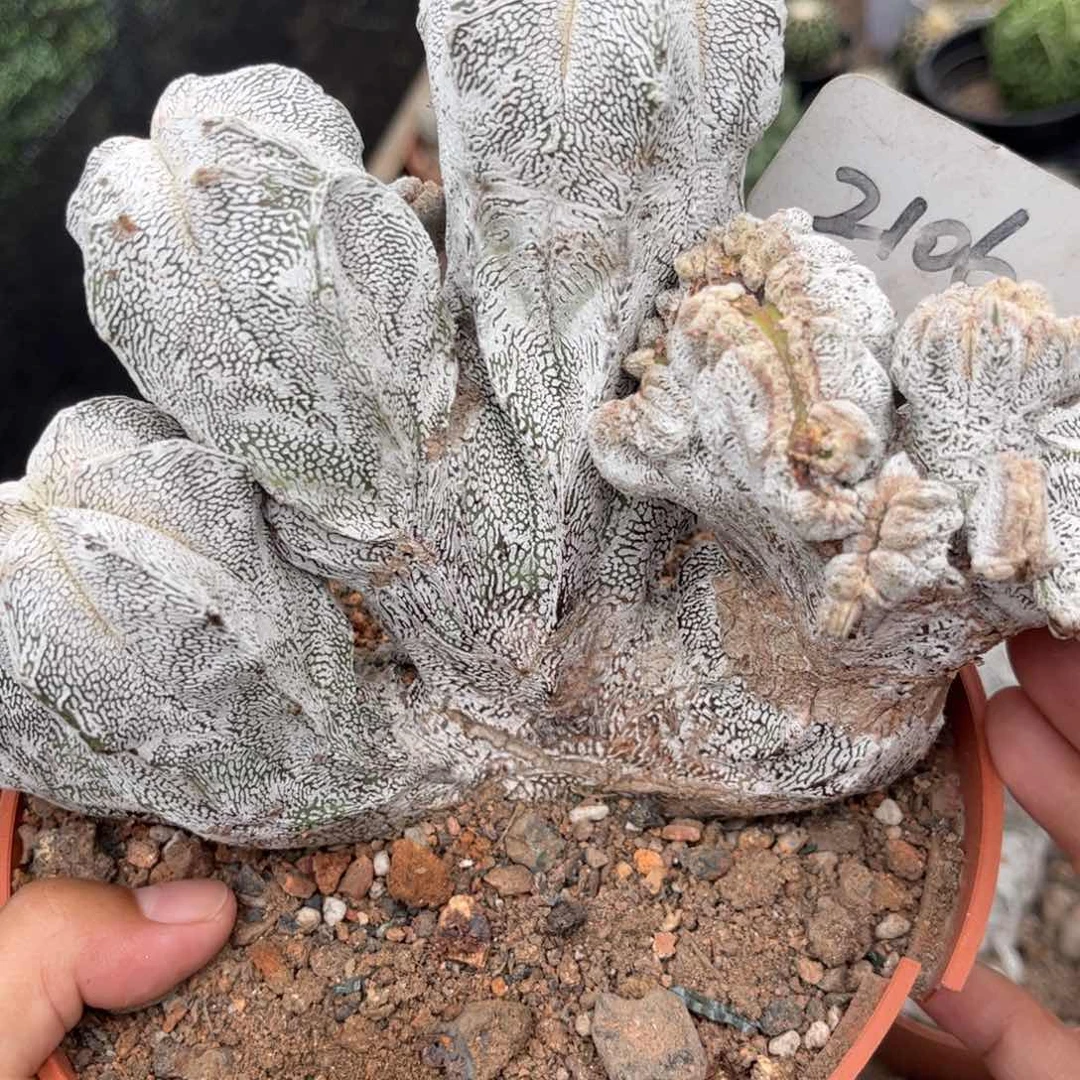 十***七2106恩种缀化皮实