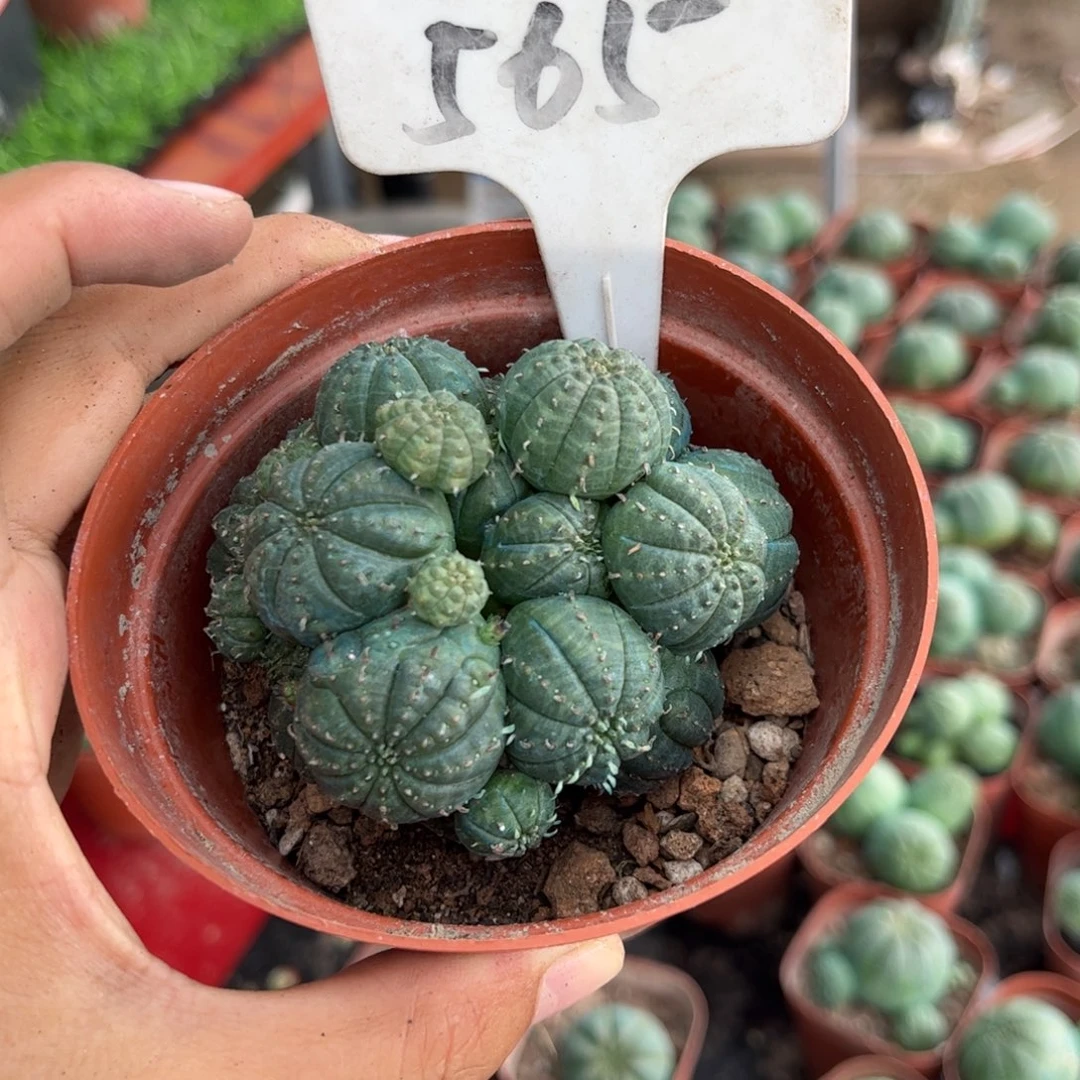 苹***?565布纹皮实好养