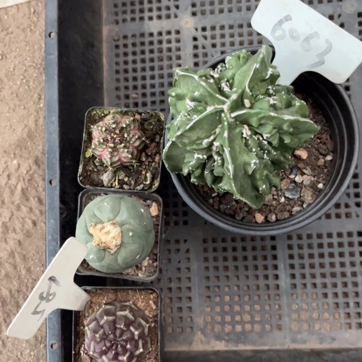 惜*四棵皮实好养6063