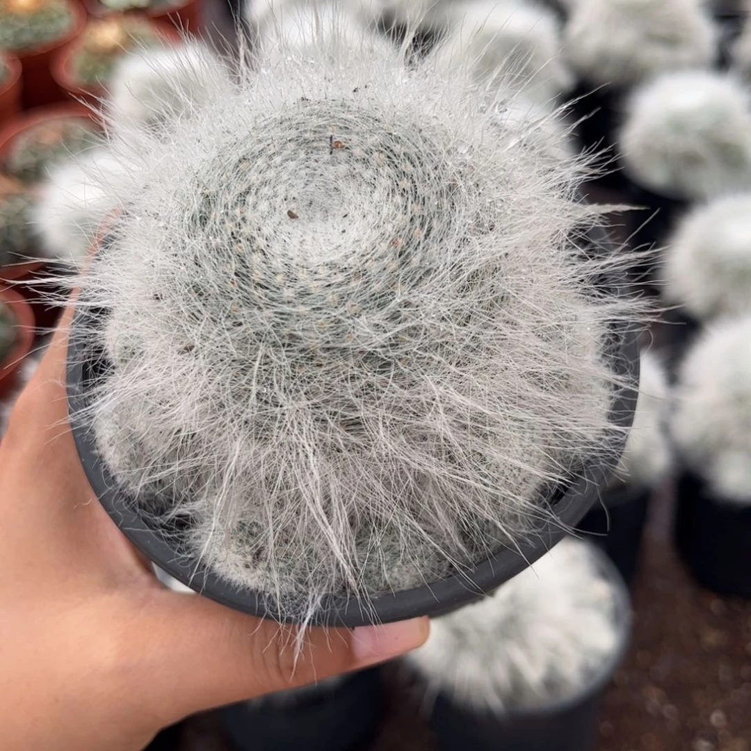 1063长毛雪猿玉翁群