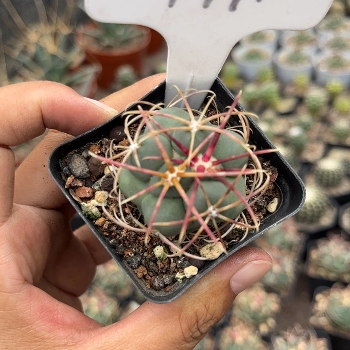 杠**！9971实生高木绯冠龙