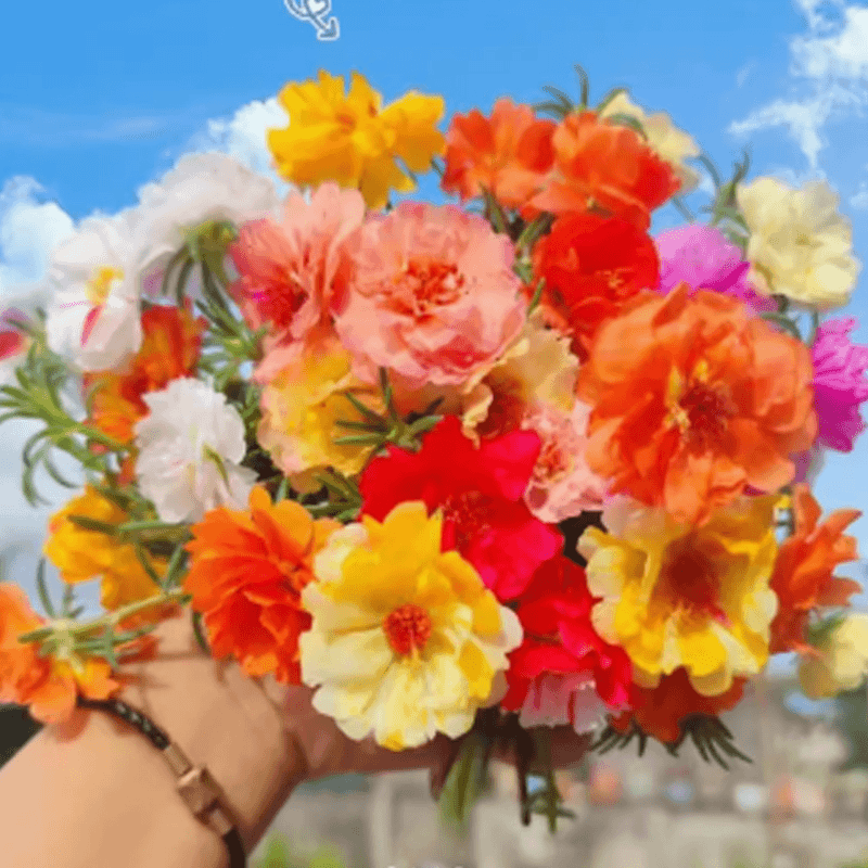 1号精选多品种链接   【刘家花园花卉多品种包邮】