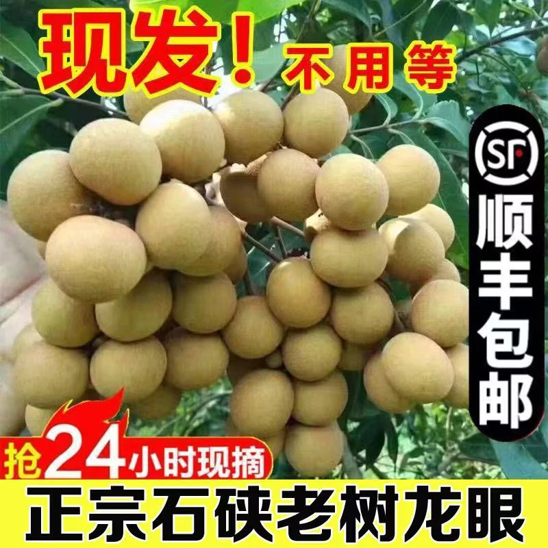 【现货现发】广东高州新鲜石峡龙眼5斤顺丰包邮