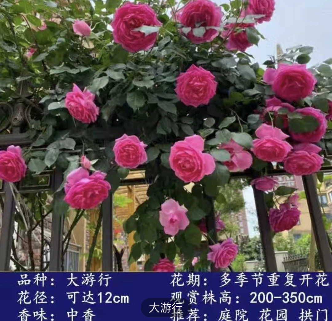 大游行藤本月季花
