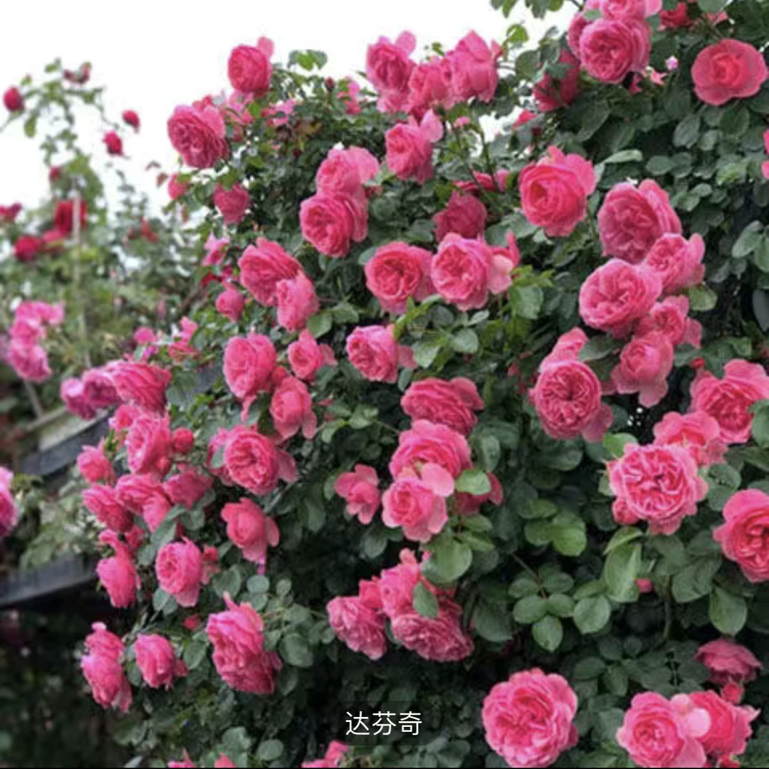 浓香型粉色达芬奇藤本月季春季阳台庭院美观夏季种花