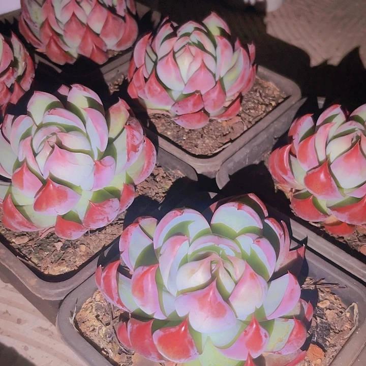 小单头惊鸿仙子多肉植物