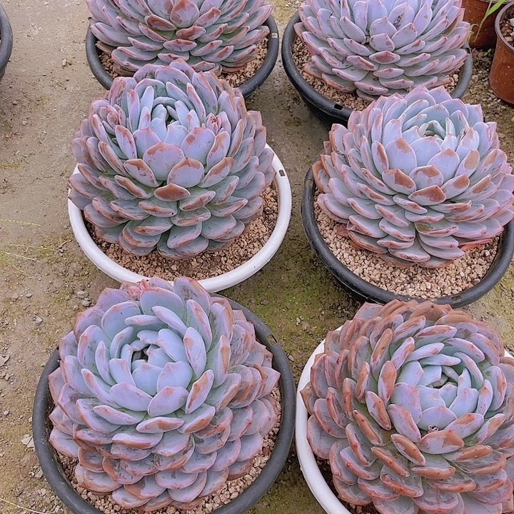 五年橙梦露雪天使多肉植物