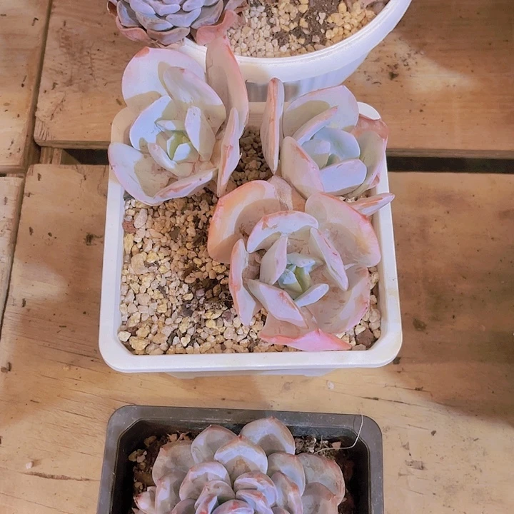 奶茶多肉植物，，，，