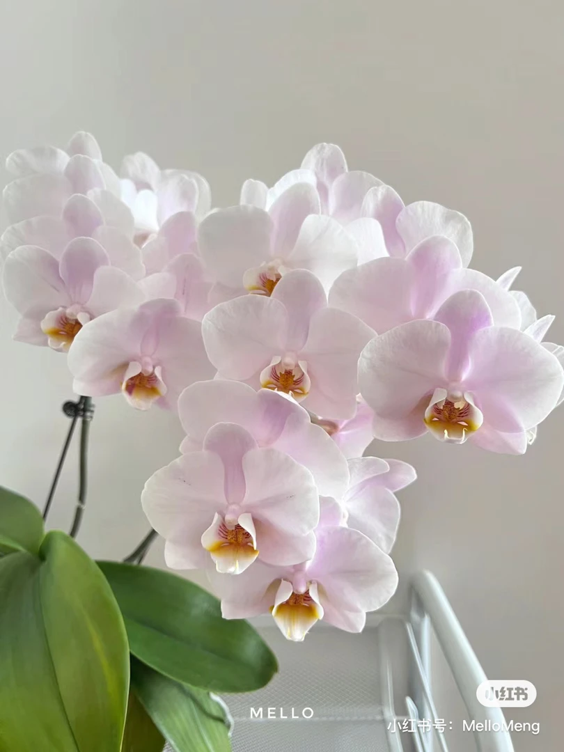 【罗曼史情人】蝴蝶兰花苗3.0寸杯不带花剑，基地直发