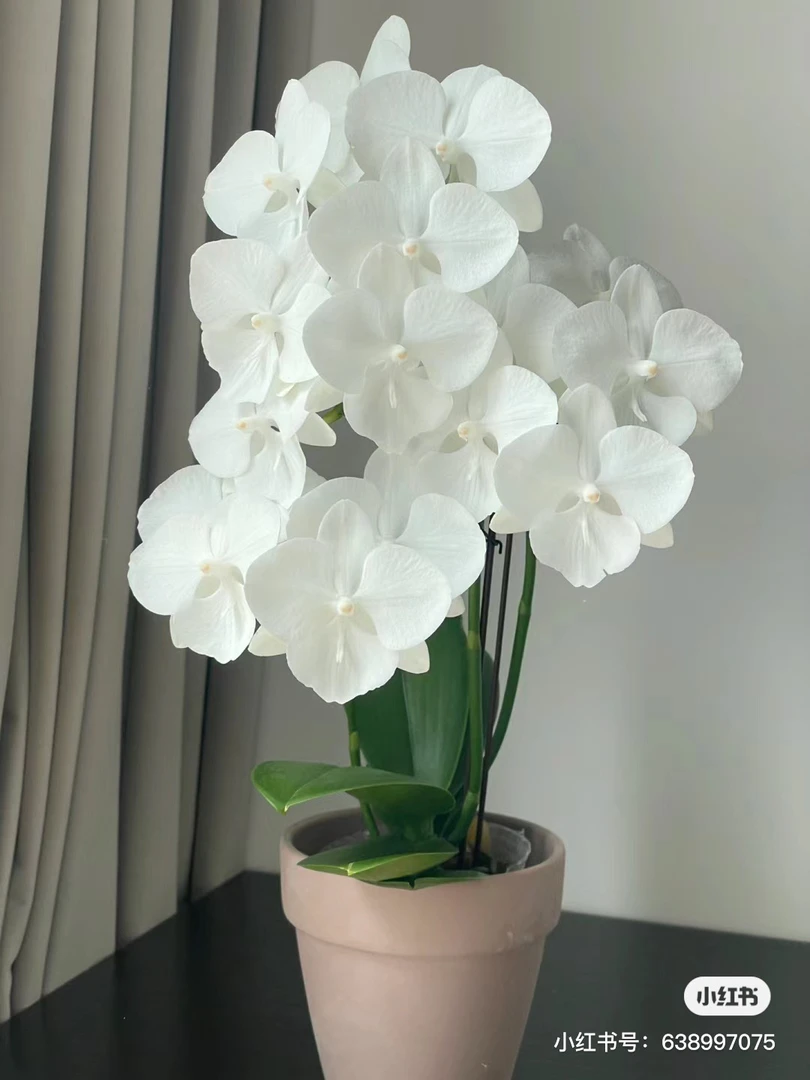 【白天鹅】蝴蝶兰3.0寸杯不带花剑，优质苗